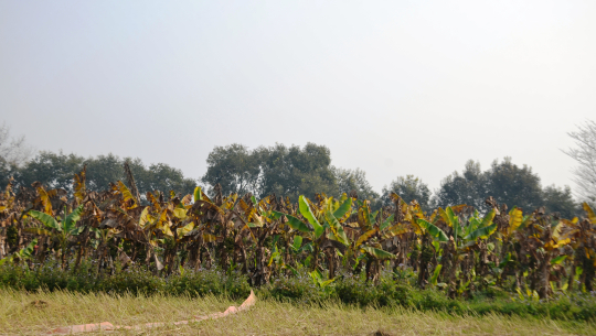 धनगढीको एक बाहेक सबै वडा गैरकृषि, किसान समस्यामा