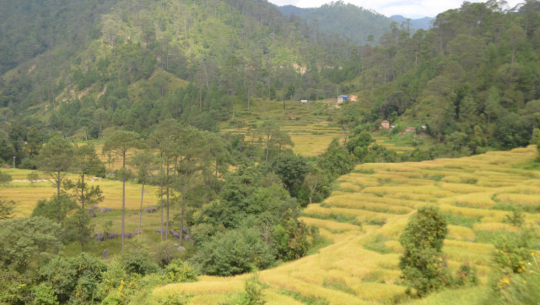 फाइल फोटो: जोरायलमा रोपिएको 'जोरायली बासमती धान'