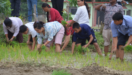 कैलालीमा मध्य असारसम्म ४० प्रतिशत खेतमा मात्र रोपाइ