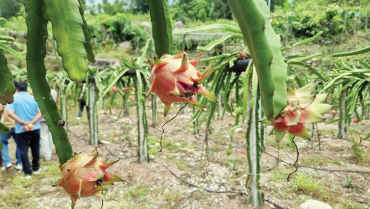 सुदूरपश्चिमकै ठुलो सिउँडी फलको बगैँचा डडेलधुराको चुरेमा