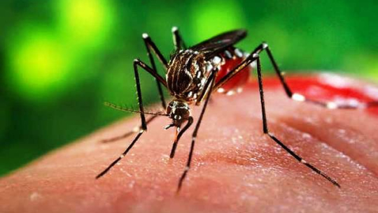 देशका आधाभन्दा बढी क्षेत्रमा डेंगुको संक्रमण