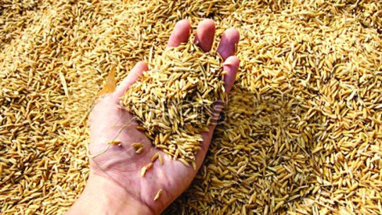 ४० मुरीभन्दा बढी धान फलाए एक लाख पुरस्कार