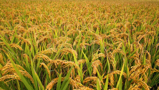 घोडाघोडीका किसानलाई चैते धान भित्र्याउने चटारो