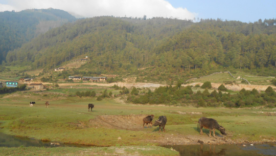 ढोरपाटन सिकार आरक्षमा नाउर र झारल सिकार