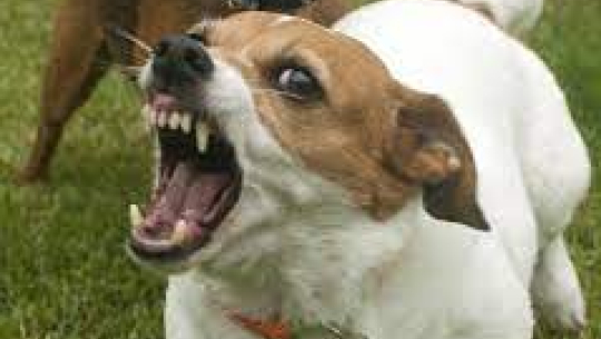 सुदूरपश्चिममा रेबिजको प्रकोप फैलियो, कहिले आउँछ खोप?