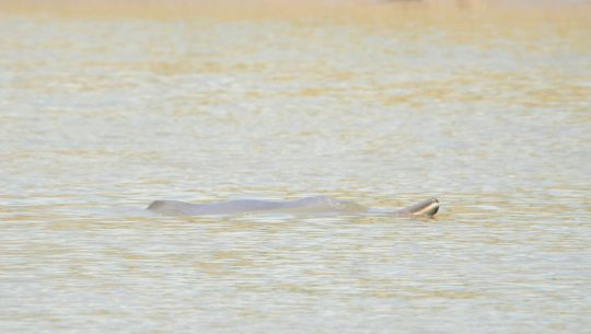 Study records 54 dolphins in Kailali rivers this year