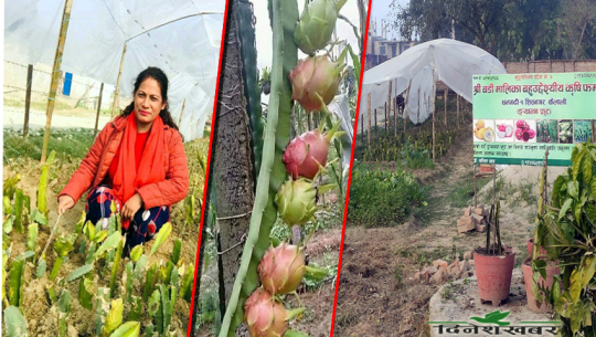 ड्रयागन फ्रुटको व्यावसायिक नर्सरी उत्पादनमा जुटे धनगढीका दिदीभाइ