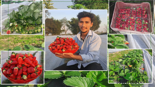 धनगढीमा साउँद दाजु–भाइ स्ट्रबेरी खेतीमा, किलोको मूल्य एक हजार