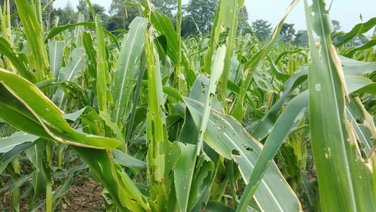कालिकोटमा फौजी किराको आतङ्कः किसान चिन्तित