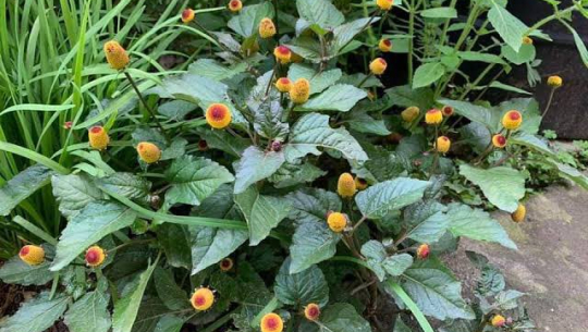 के हो ‘रमरम मरौटी...’ गीतमा भनिएको मरौटी ?