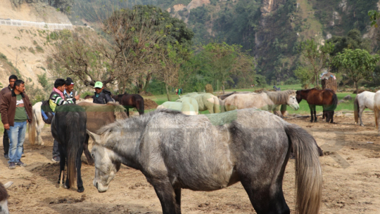 दार्चुलाको जौलजीवी मेलामा जुम्ली घोडा बिक्री भएनन्