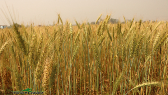 गहुँको उत्पादन लागत बढ्यो, समर्थन मूल्यले लागत उठेन