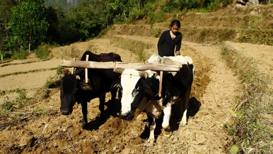 Baitadi farmers raising bullocks to receive Rs 5,000 incentive