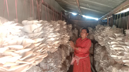 व्यावसायिक च्याउखेतीबाट मनग्य आम्दानी