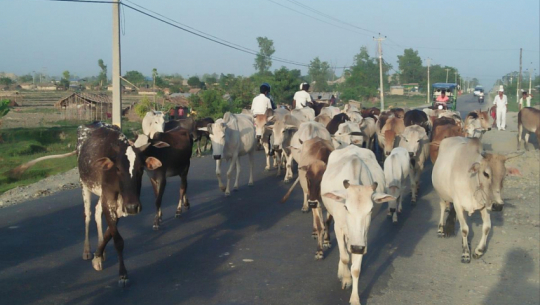 सामुदायिक पशुलाई जथाभावी छोड्ने विरुद्ध कारबाही नहुँदा मनपरी बढ्यो