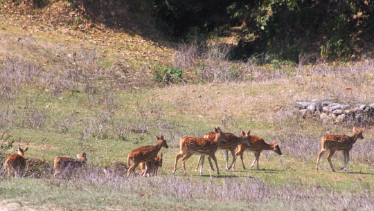 कञ्चनपुरको नागेश्वर सामुदायिक वन, योजना अभावमा ओझेलमा