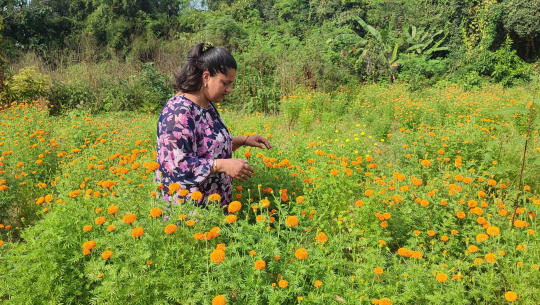 फूलको अग्रिम माग हुन थालेपछि व्यवसायी उत्साहित