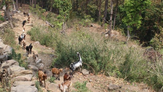 बाख्रापालनमा निर्भर कञ्चनपुरको धारापानीका बासिन्दा