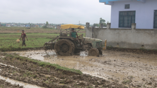 सुदूरपश्चिममा गत वर्षभन्दा यसवर्ष आधा क्षेत्रफलमा मात्र रोपाइँ