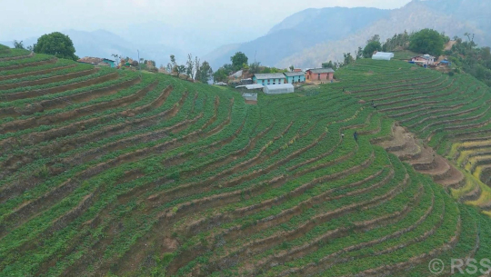 आलु खेतीबाट आत्मनिर्भर बन्दै बैतडीका किसान