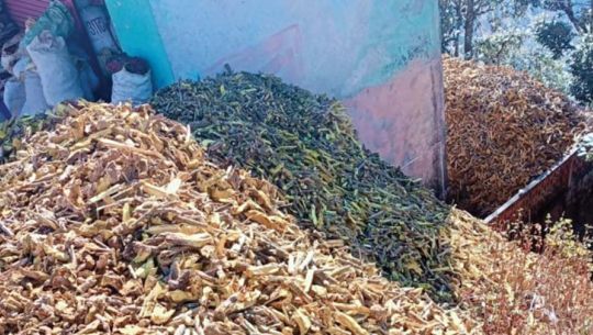 जडीबुटी प्रशोधन प्लान्ट अलपत्र