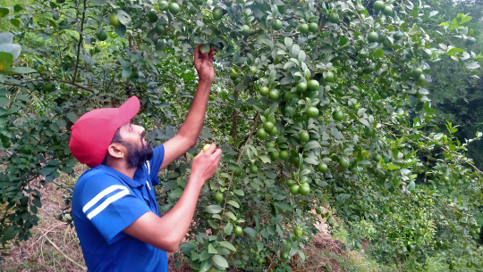 बाँझिएकोे जमिनलाई फाँडेर रहरलाग्दो कागतीखेती