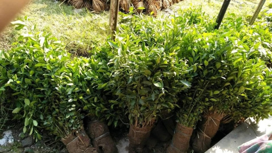 सुन्तलाको विरुवाको निर्यात बढ्दो