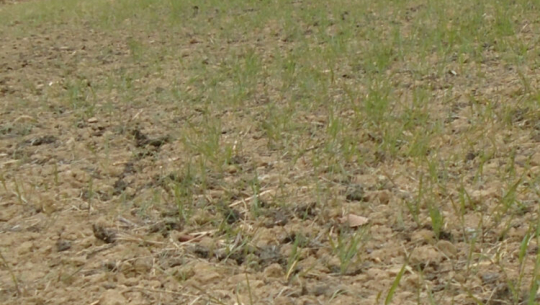 खडेरीले हिउँदेबालीमा क्षति