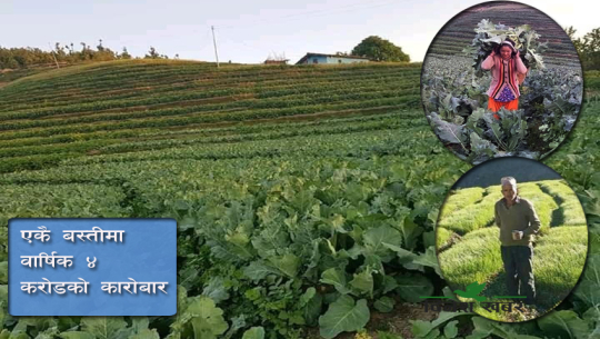 तरकारी खेतीमा रमाएको बैतडीको ‘किचार बस्ती’