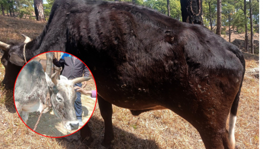 दार्चुलामा लम्पी स्किनबाट एक हजार बढी चौपाया मरे