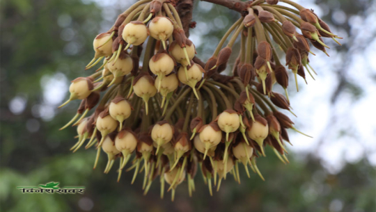 तराईका वनमा महुवाको महक, के छ विशेषता ? (फोटो फिचरसहित)