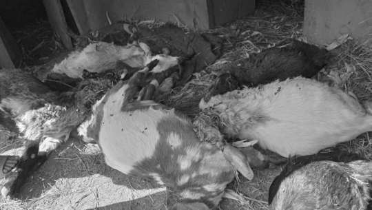 अछाममा बाघको आक्रमण बाट ७ बाख्रा मरे 