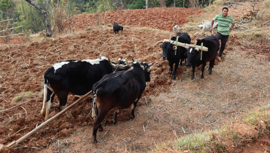 कृषिमा प्रयोग हुँदै आएका परम्परात औजार हराउन थाले