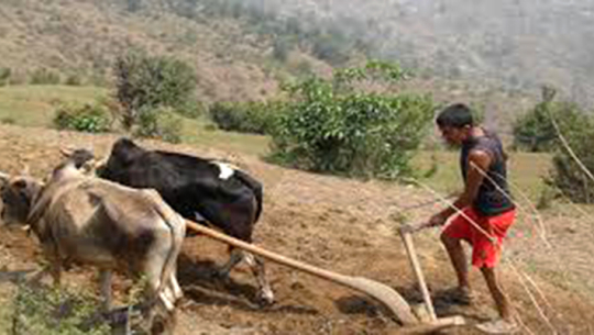  कञ्चनपुरका नौवटै स्थानिय तहलाई मुक्तहलिया समुदायको ध्यानाकर्षण पत्र