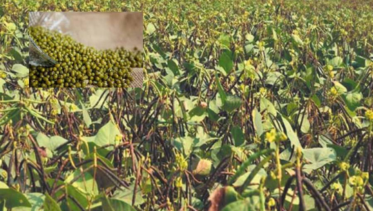 कञ्चनपुरको शुक्लाफाँटाका मुङखेती गर्ने किसानलाई अनुदान