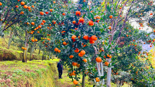 बागलुङमा झण्डै २७ करोडको सुन्तला उत्पादन