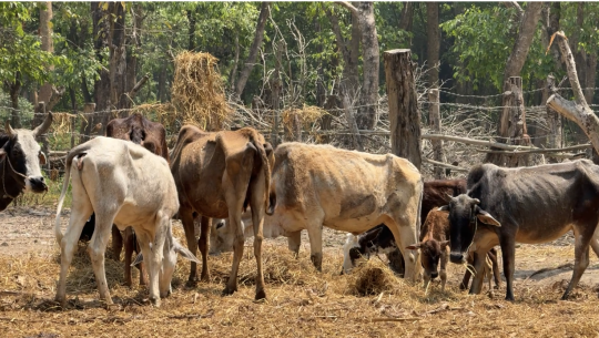 छाडा चौपाया : सडकदेखि वनसम्मको बढ्दो चुनौती