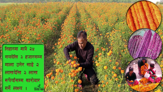 फूलैफूलको मौसम : टीकापुरका सीतारामलाई माला उन्न भ्याइनभ्याइ