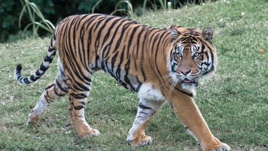कञ्चनपुरमा बाघको आक्रमणबाट एक युवतीको मृत्यु