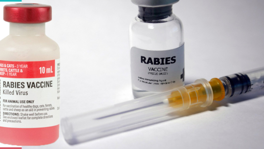 कञ्चनपुरमा रेबिज विरुद्धको खोप अभाव