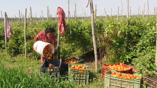 तस्बिरः रासस