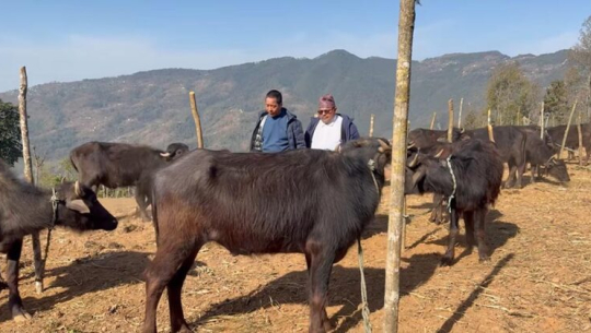स्वरोजगार बनाउन चार सय राँगा वितरण गरिँदै