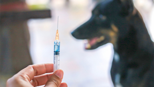 शुक्लाफाँटाको बन्साहमा बहुलाहा कुकुरको आतङ्क