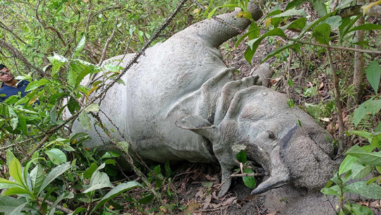निकुञ्जमा गैंडा र बाघ मृत भेटिए