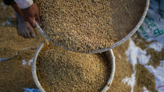 कृषि आधुनिकीकरण परियोजनाको ‘धान जोन’ मा उत्पादन घट्यो