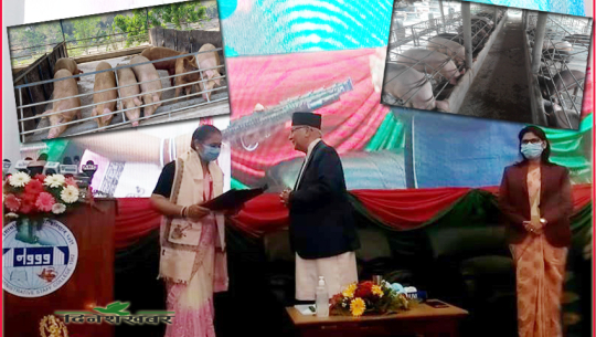 कञ्चनपुरकी बंगुर पाल्ने बाहुनी चेली ‘कला’को कमालः लोभलाग्दो आम्दानीसँगै नेपालकै उत्कृष्ट कृषक