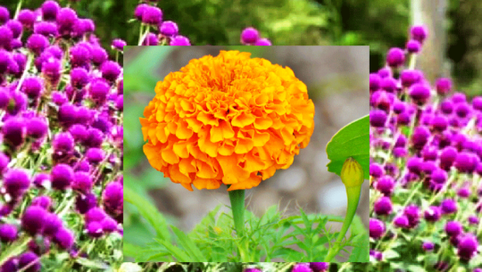 फूलखेतीबाट मनग्य आम्दानी गर्दै टीकापुरका सीताराम