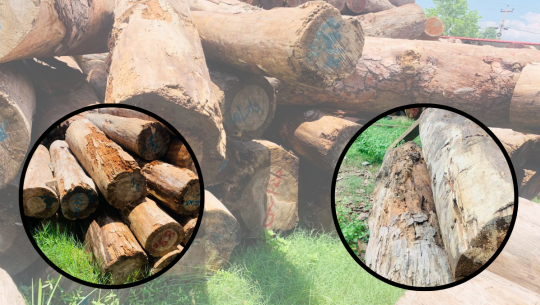 प्रदेश सरकारका कारण कैलालीको चुरेका सामुदायिक वनमा करोडौँको सल्लाको काठ कुहिदै