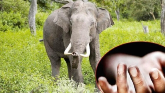 हात्तीको आक्रमणबाट एक जनाको मृत्यु