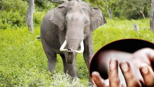हात्तीको आक्रमणबाट एक जनाको मृत्यु
